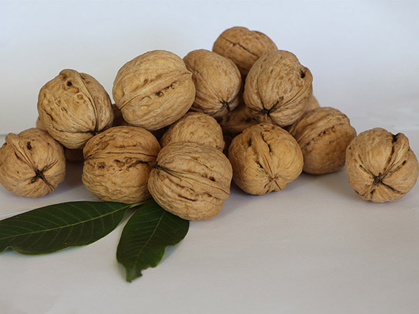 LiaoXi الجوز إينشيل