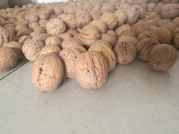 LiaoXi الجوز إينشيل