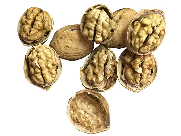 185 الجوز إنشيل