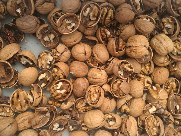 LiaoXi الجوز إينشيل